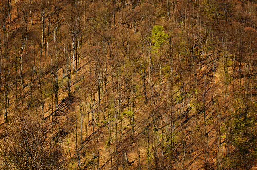Весняний ліс. Закарпаття, Україна © 2014 Alex Nedovizii