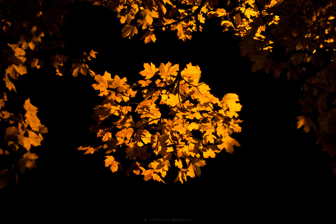 Maple's autumn © 2010 Alex Nedoviziy