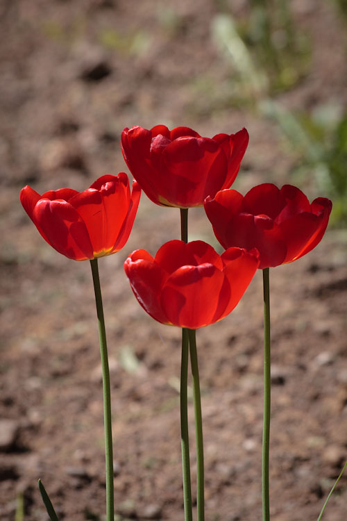 Тюльпаны. Черновцы. © 2010 Alex Nedoviziy