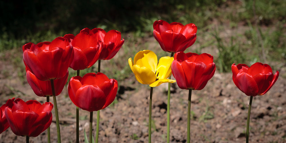 Тюльпаны. Черновцы. © 2010 Alex Nedoviziy