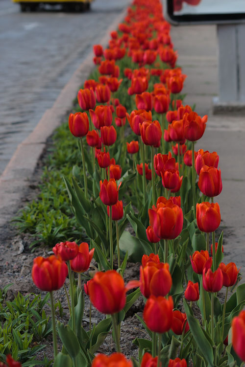 Тюльпановая дорожка. Черновцы. © 2010 Alex Nedoviziy