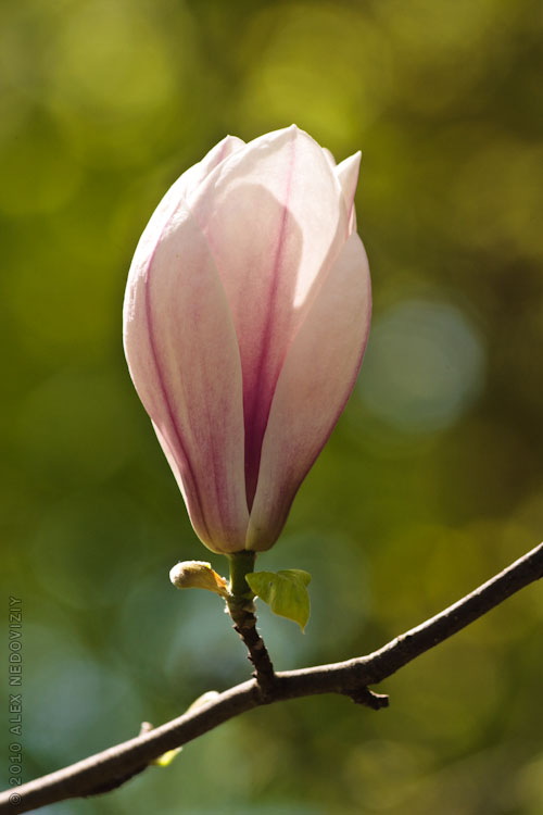 Magnolia blossom © 2010 Alex Nedoviziy