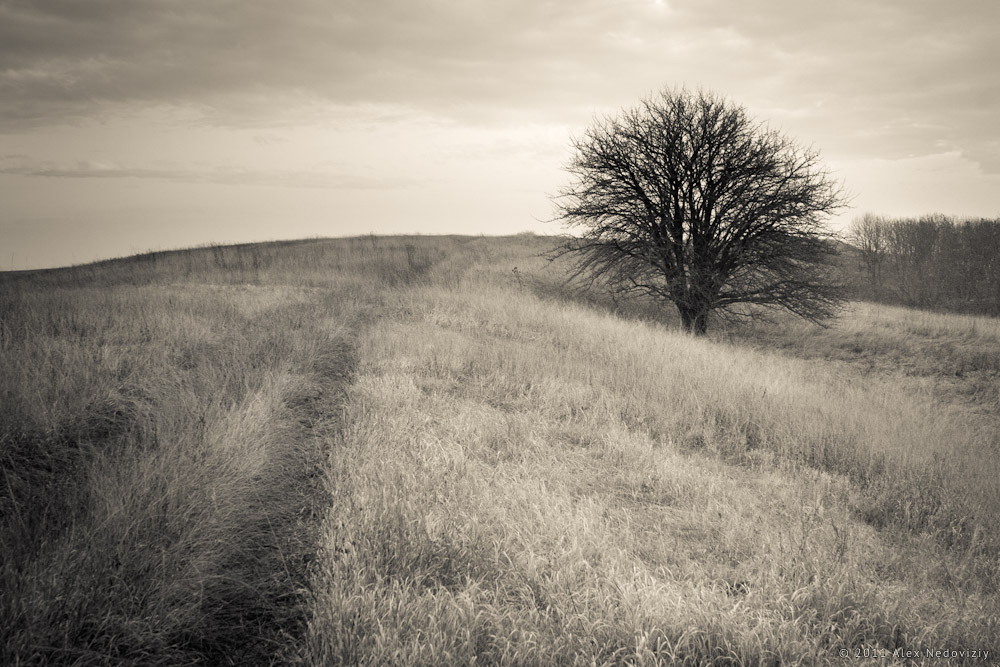 О дороге и дереве © 2011 Alex Nedoviziy